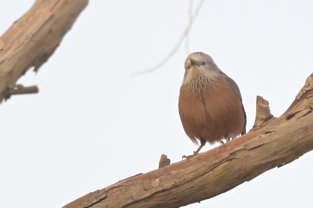 gråhodestær - ML647294568