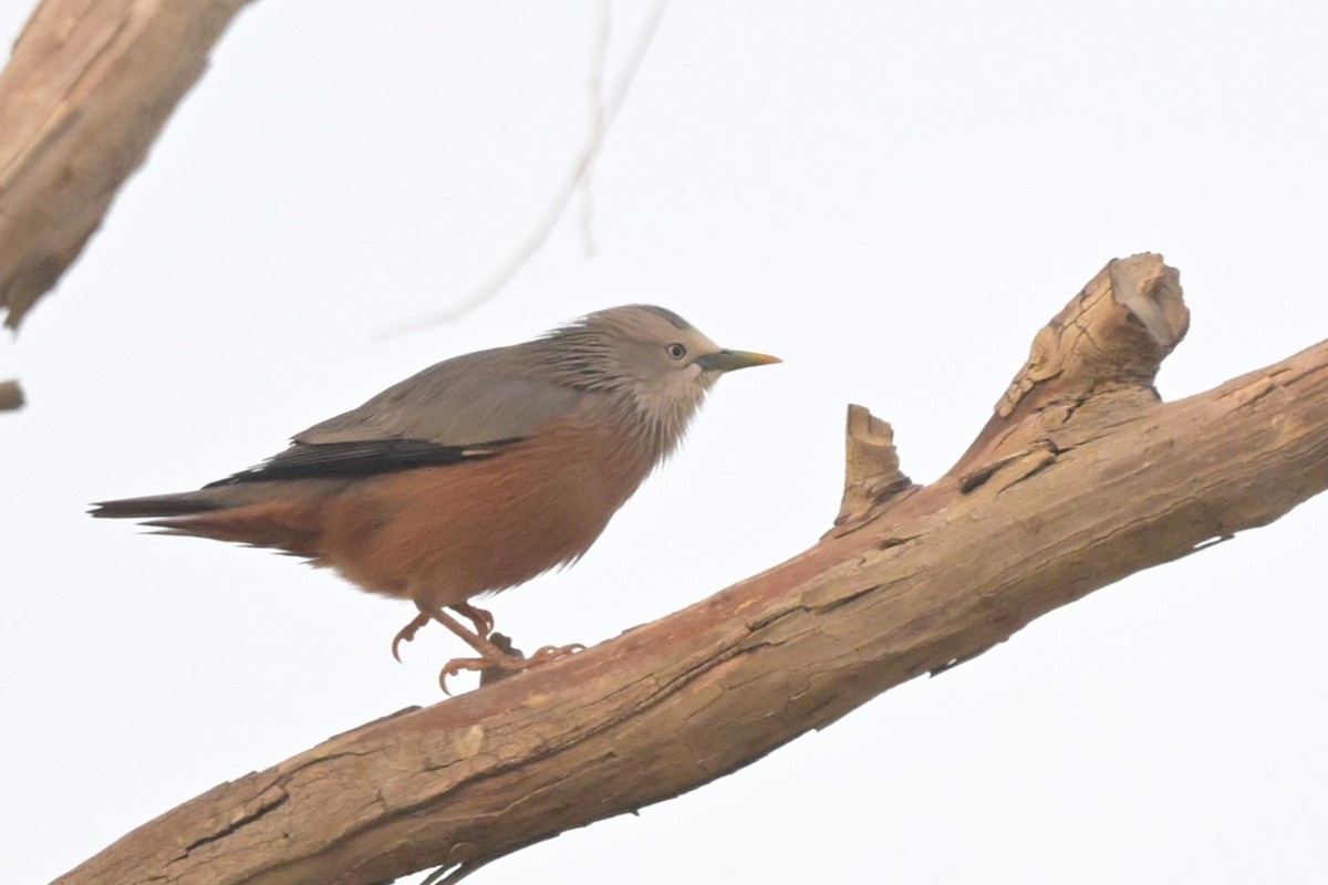 gråhodestær - ML647294569