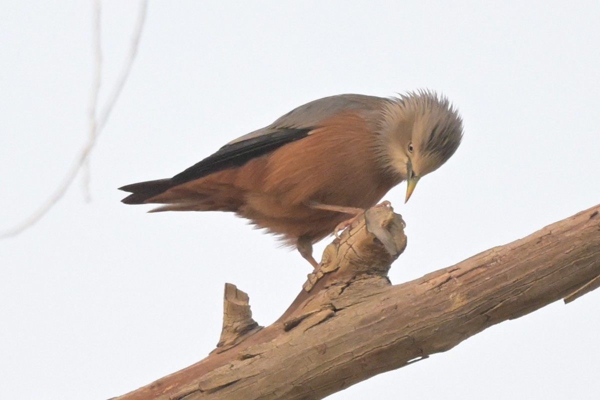 gråhodestær - ML647294570