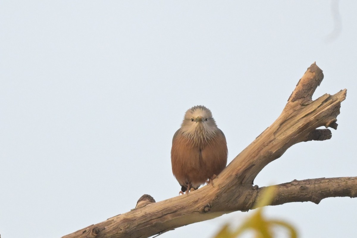 gråhodestær - ML647294571