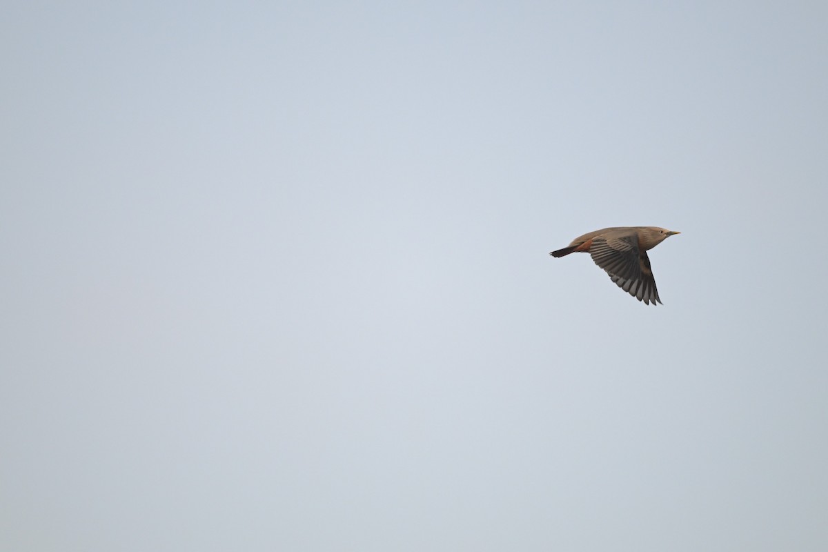 gråhodestær - ML647294573