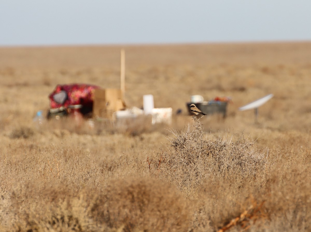 Desert Wheatear - ML647294574