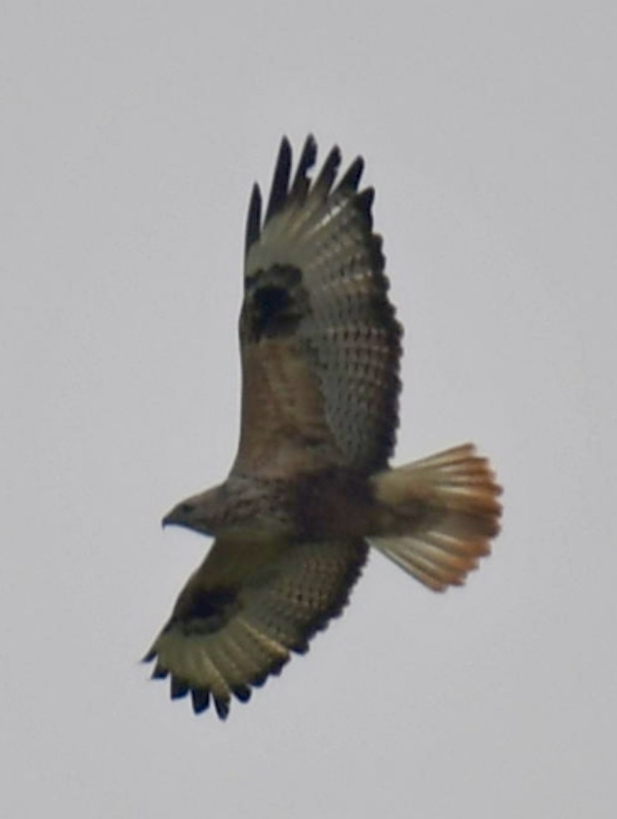 Long-legged Buzzard - ML647294578