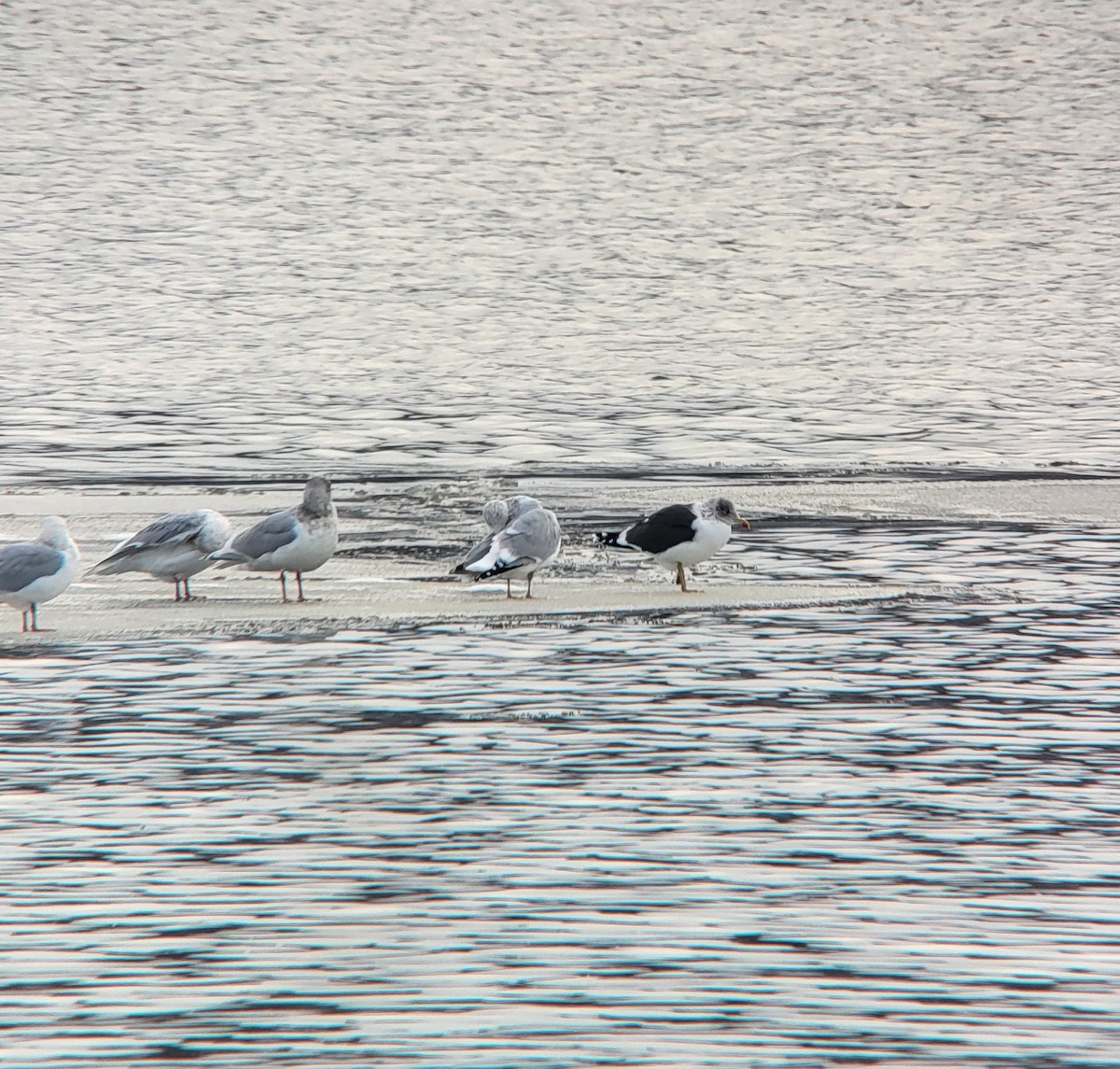 ニシセグロカモメ - ML647294583