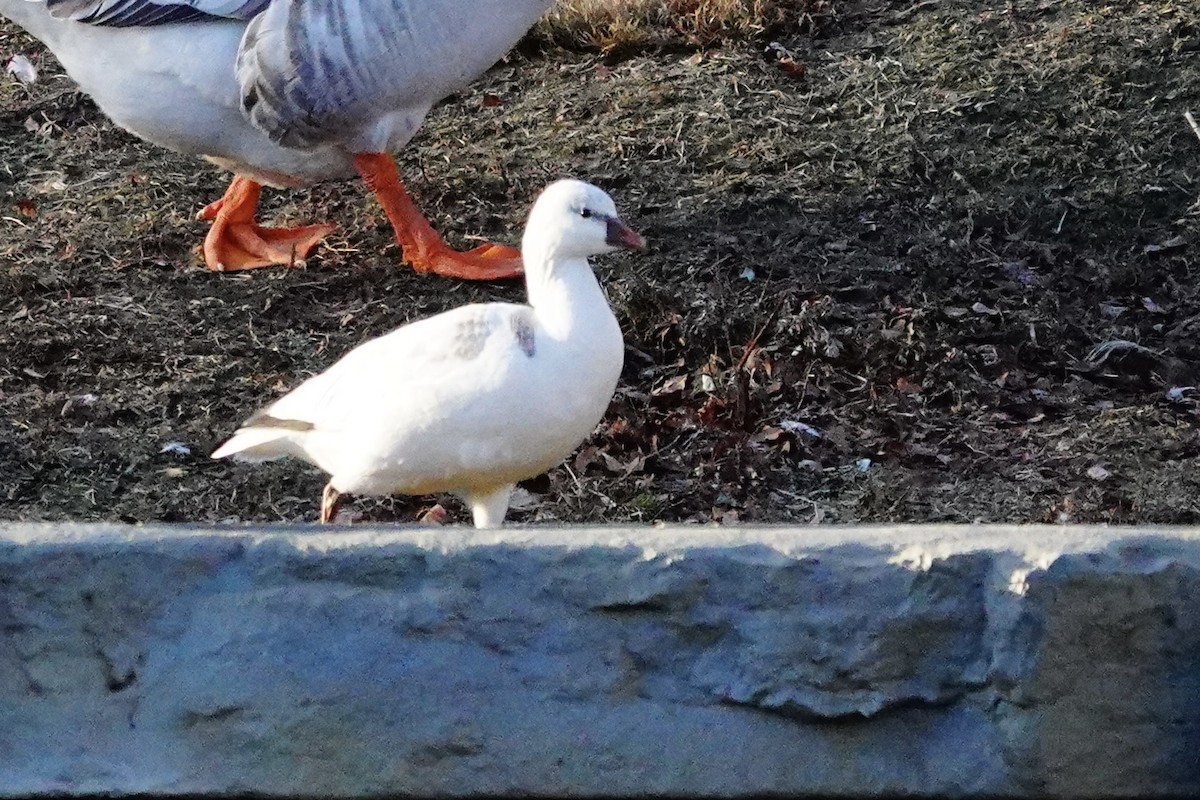 Ross's Goose - ML647294594