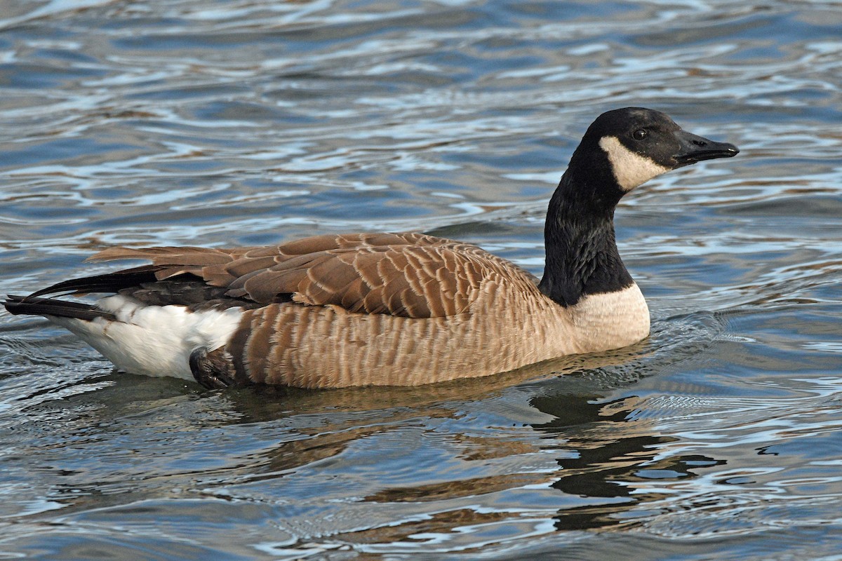 カナダガン - ML647294596