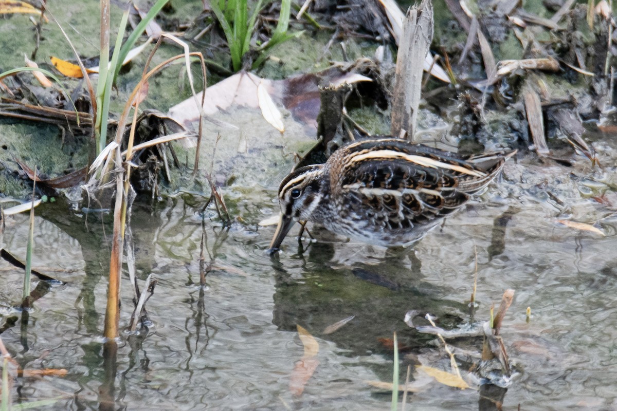 Jack Snipe - ML647294597