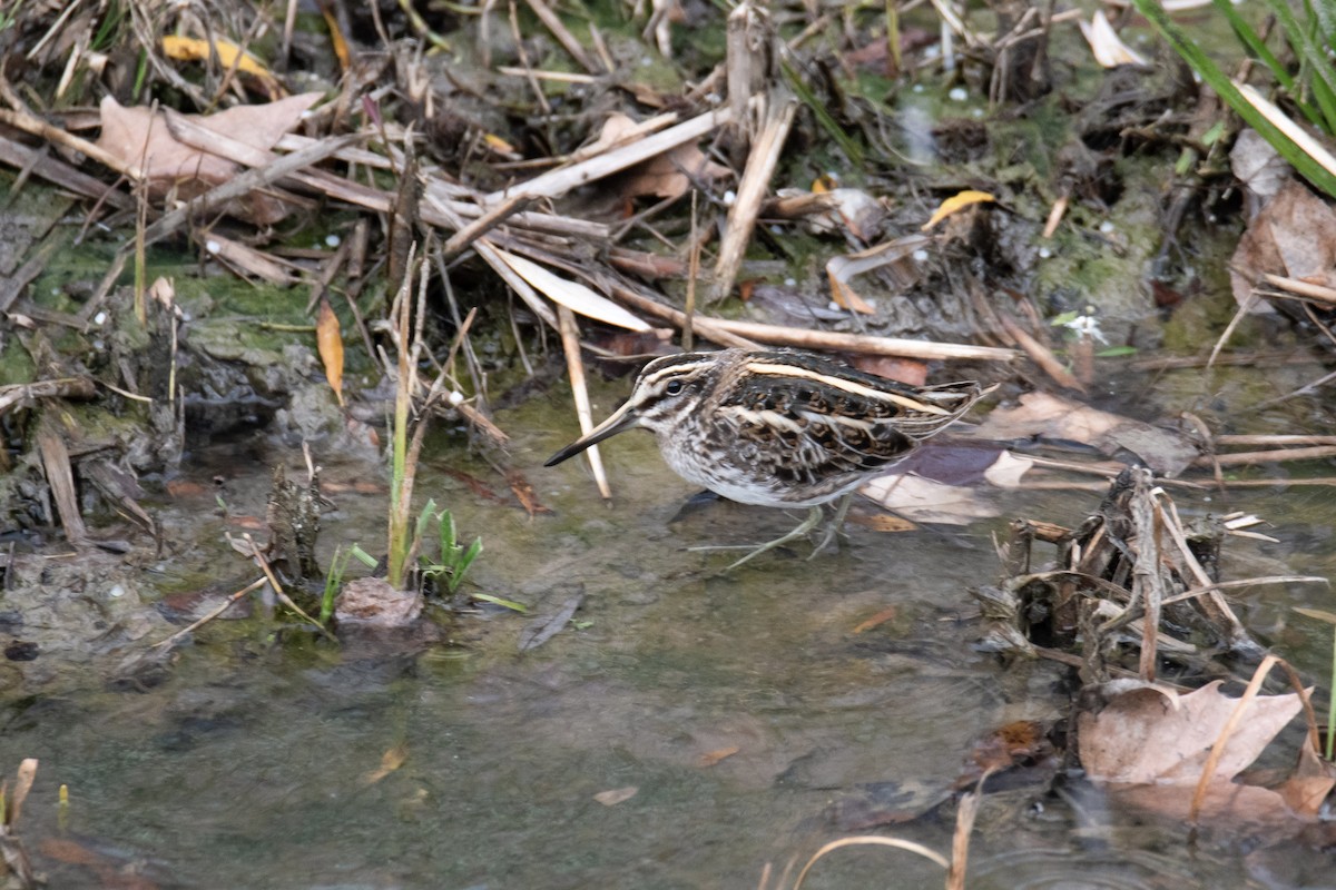 Jack Snipe - ML647294598