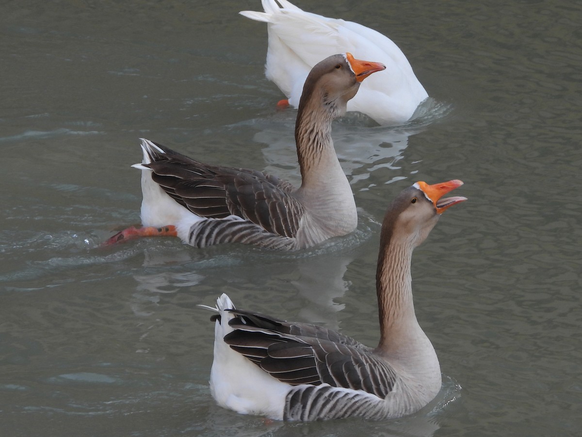 Гуска китайська (свійська) - ML647294601