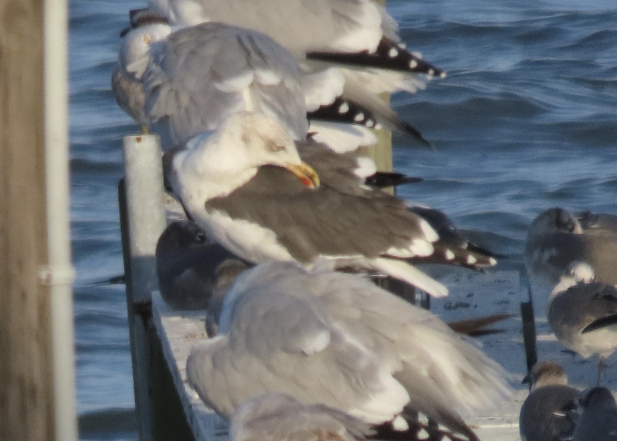 ニシセグロカモメ - ML647294603