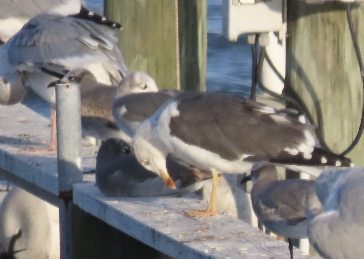 ニシセグロカモメ - ML647294604