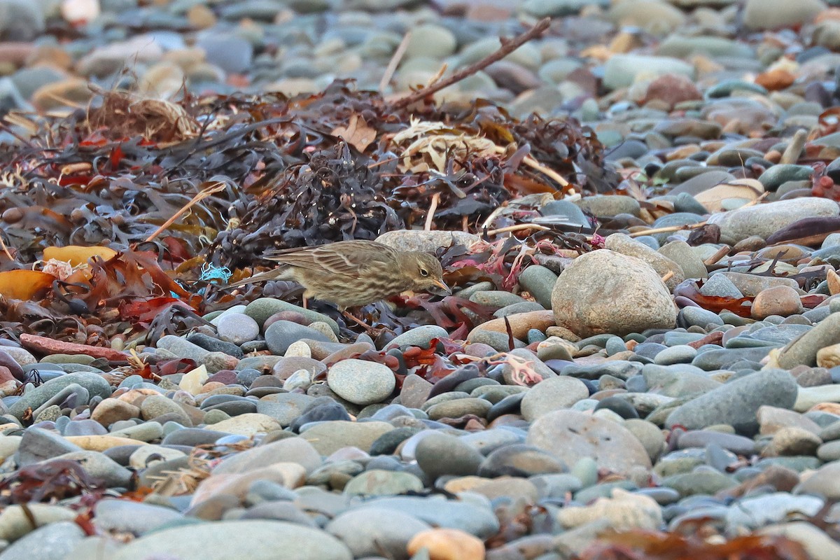 Rock Pipit - ML647294607