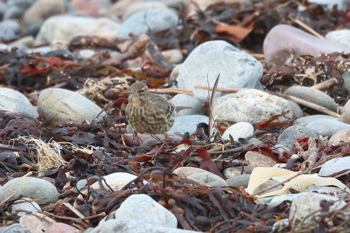 Rock Pipit - ML647294608