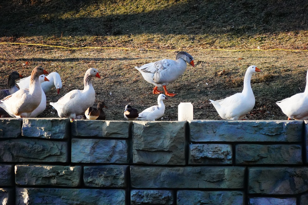 American Wigeon - ML647294609