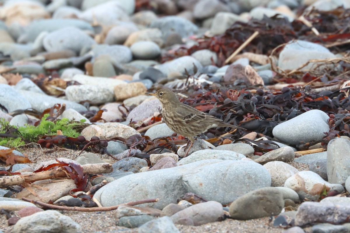 Rock Pipit - ML647294611