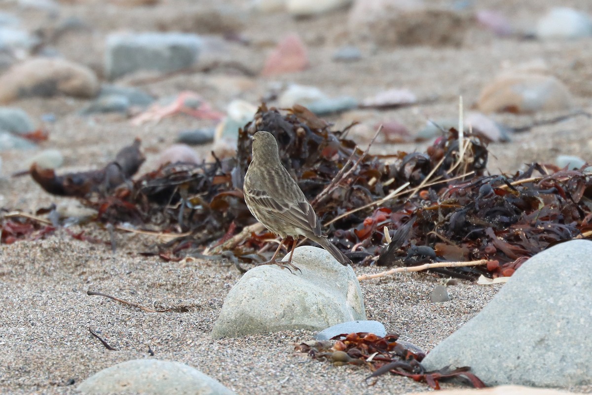 Rock Pipit - ML647294613