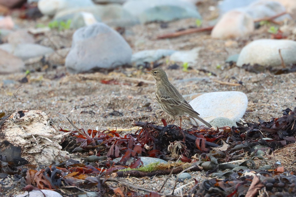 Rock Pipit - ML647294614