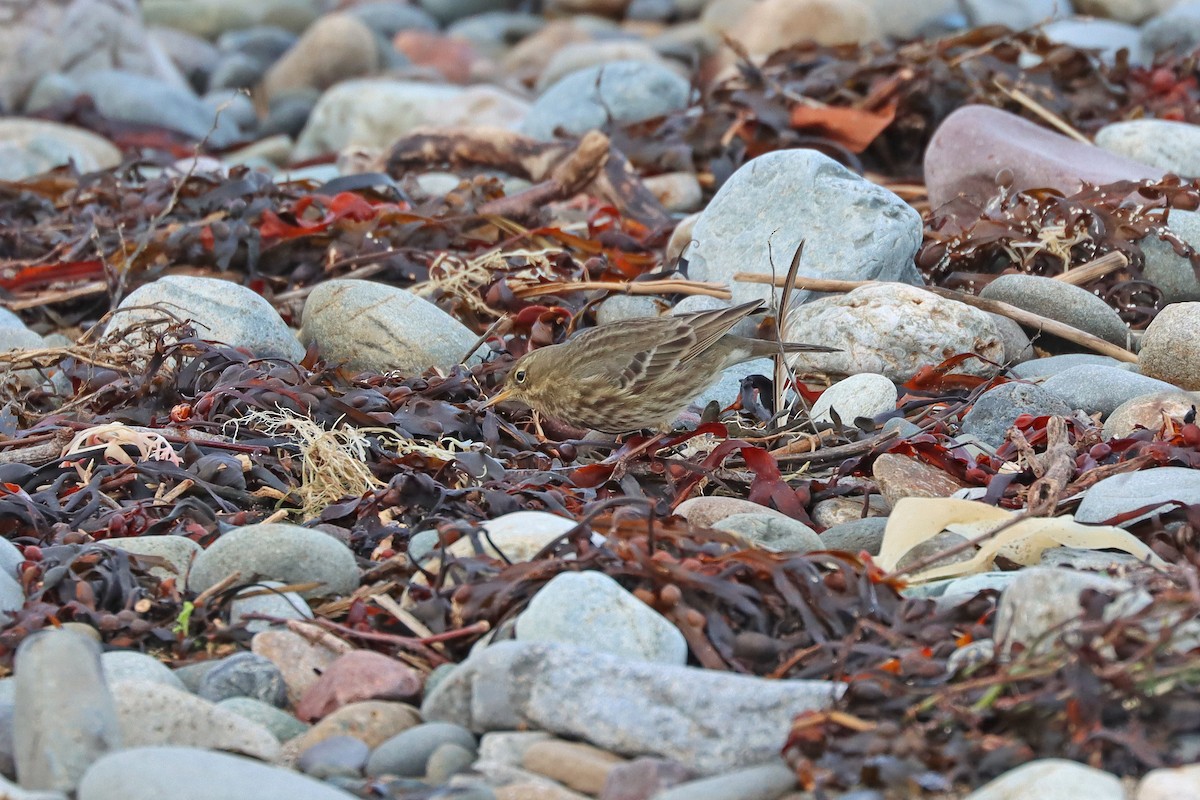 Rock Pipit - ML647294615