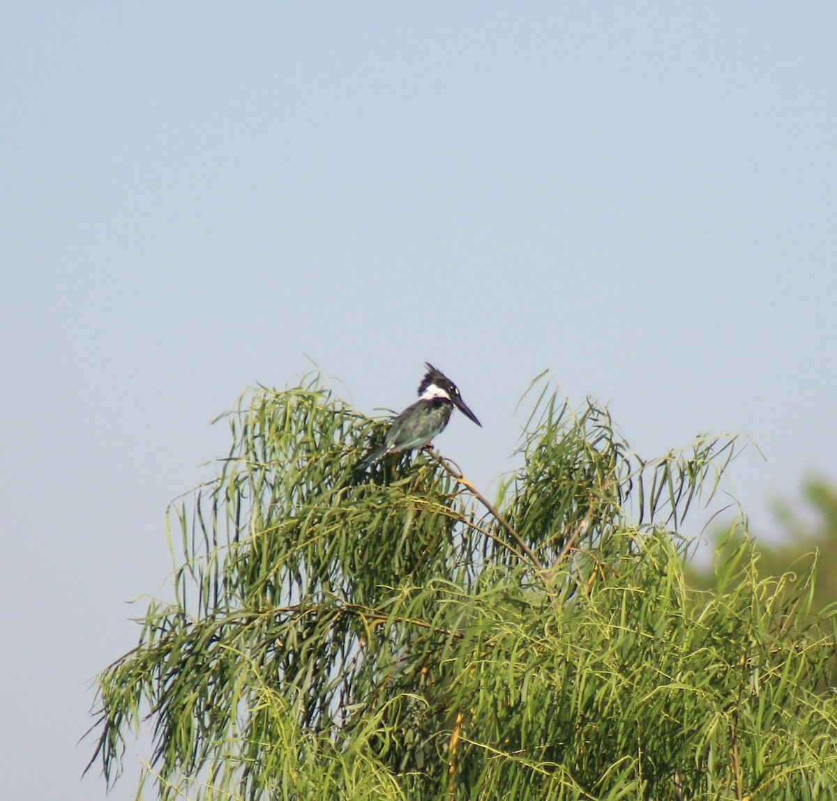 Amazon Kingfisher - ML647294620