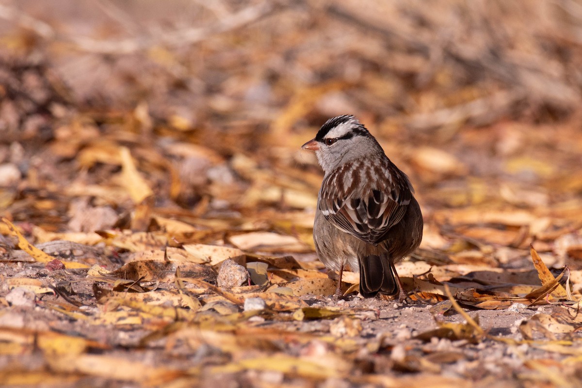 White-crowned Sparrow - ML647294623