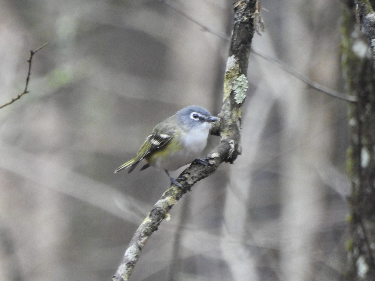Blue-headed Vireo - ML647294633