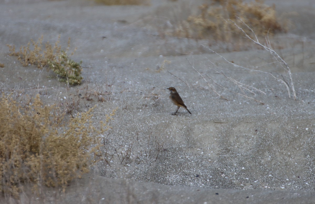 Bluethroat - ML647294644