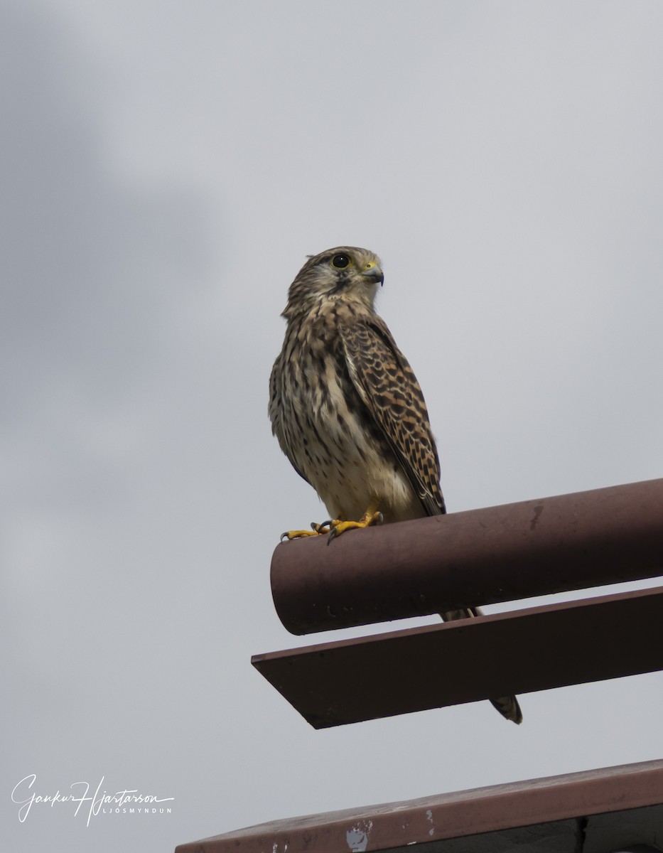 Боривітер звичайний - ML647294646