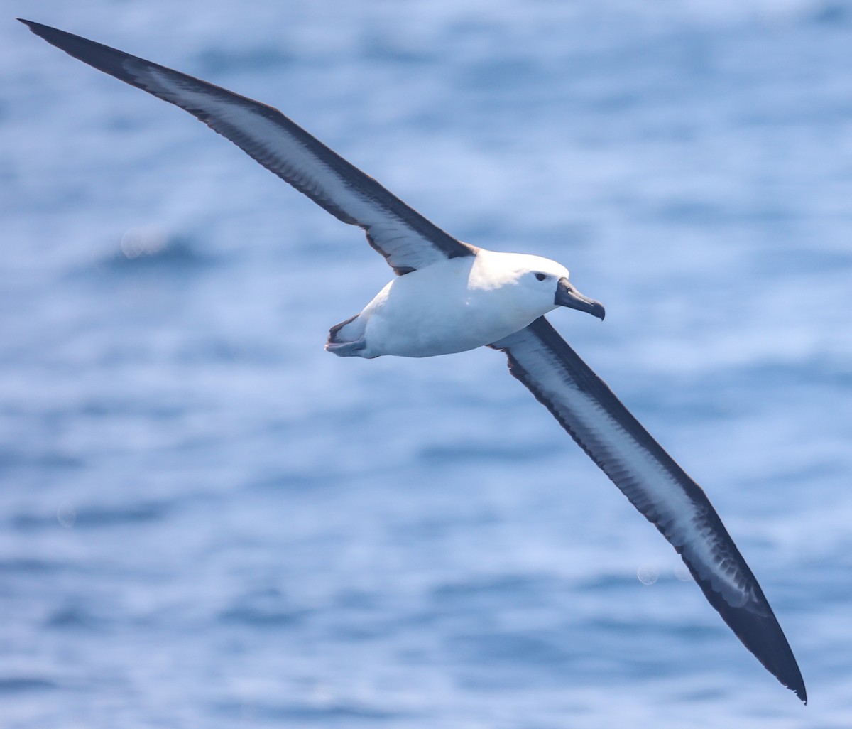 albatros Carterův - ML647294647