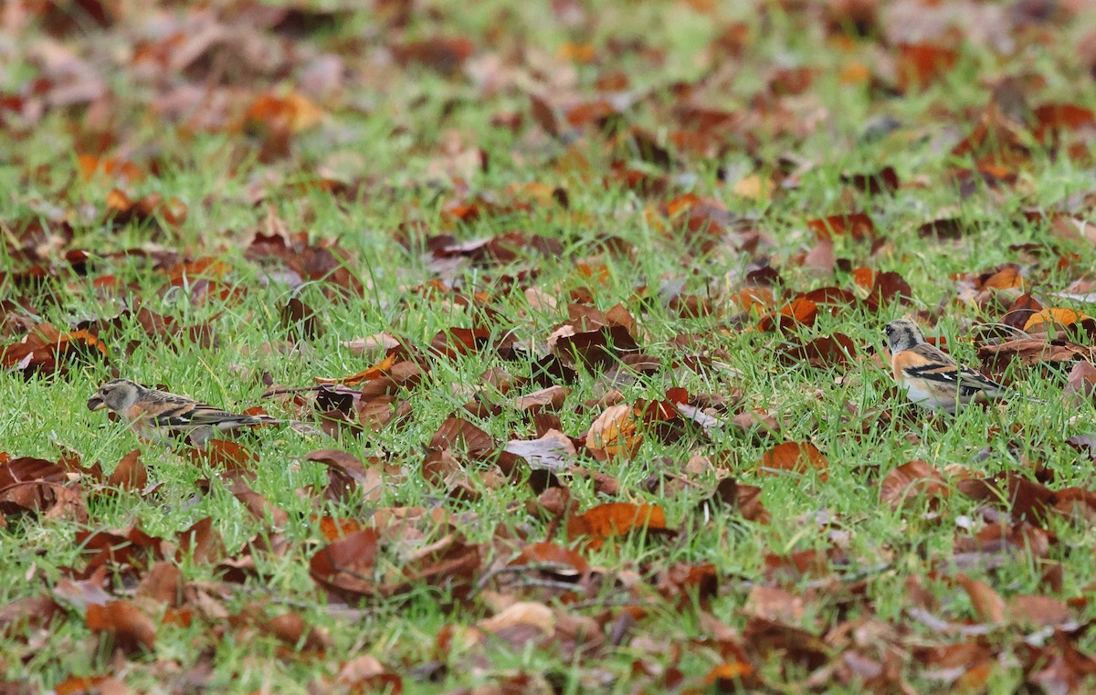 Brambling - ML647294651