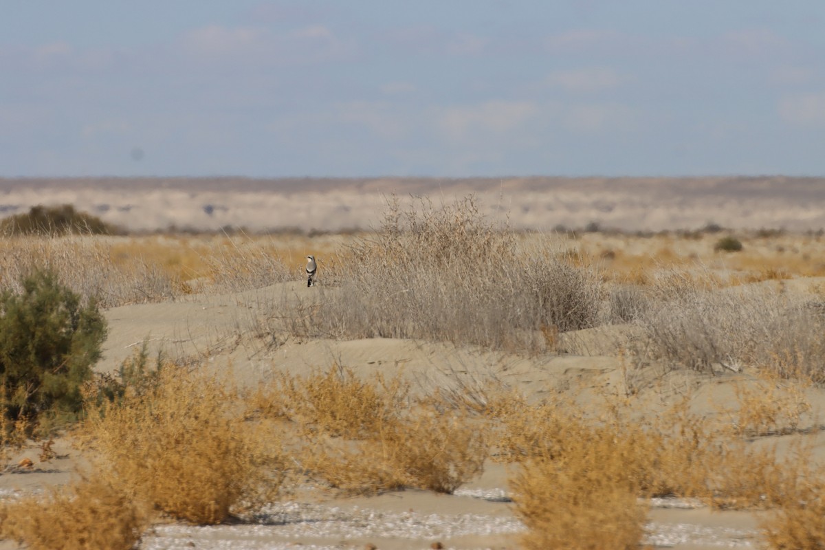 Great Gray Shrike (Steppe) - ML647294655
