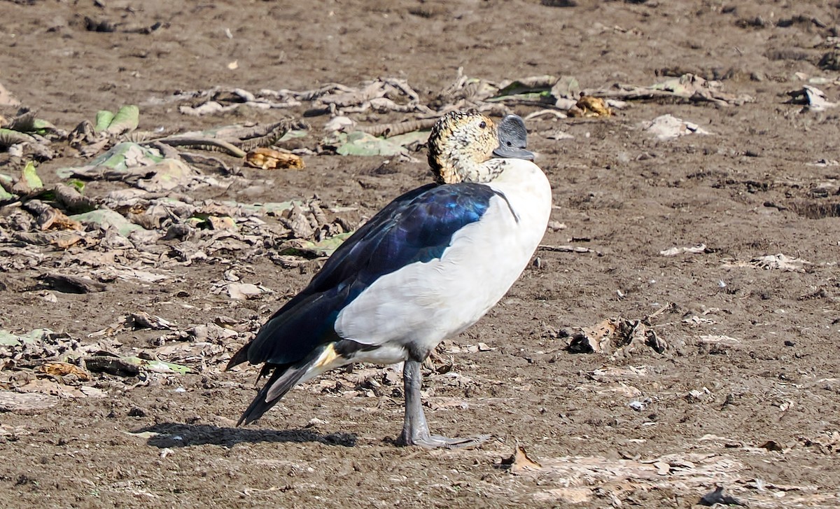 kamand - ML647294664