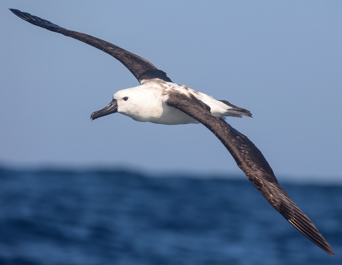 albatros Carterův - ML647294671