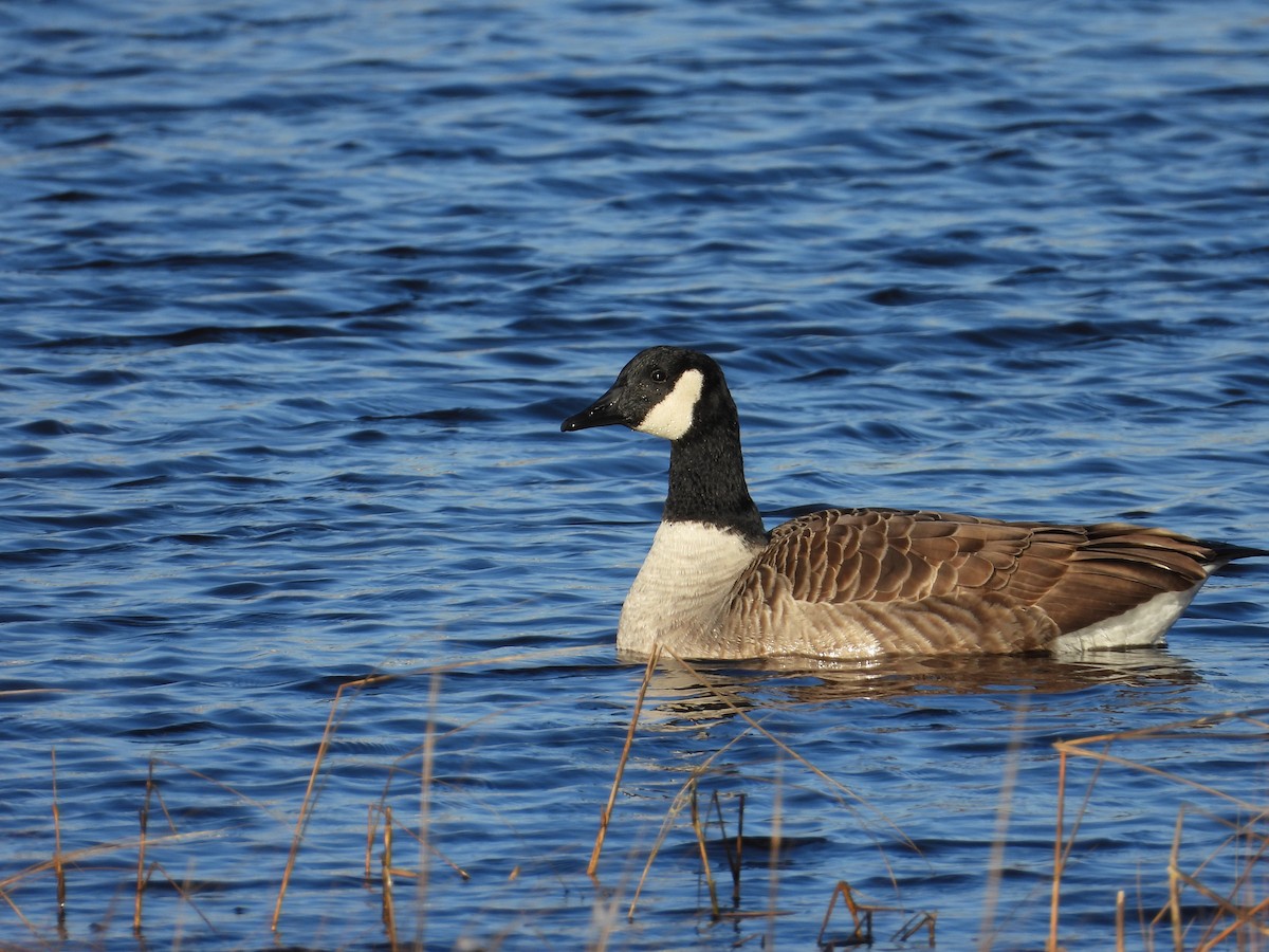 カナダガン - ML647294672