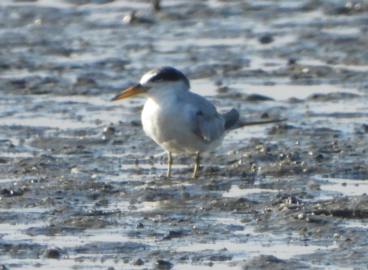 Амазонская крачка - ML647294677