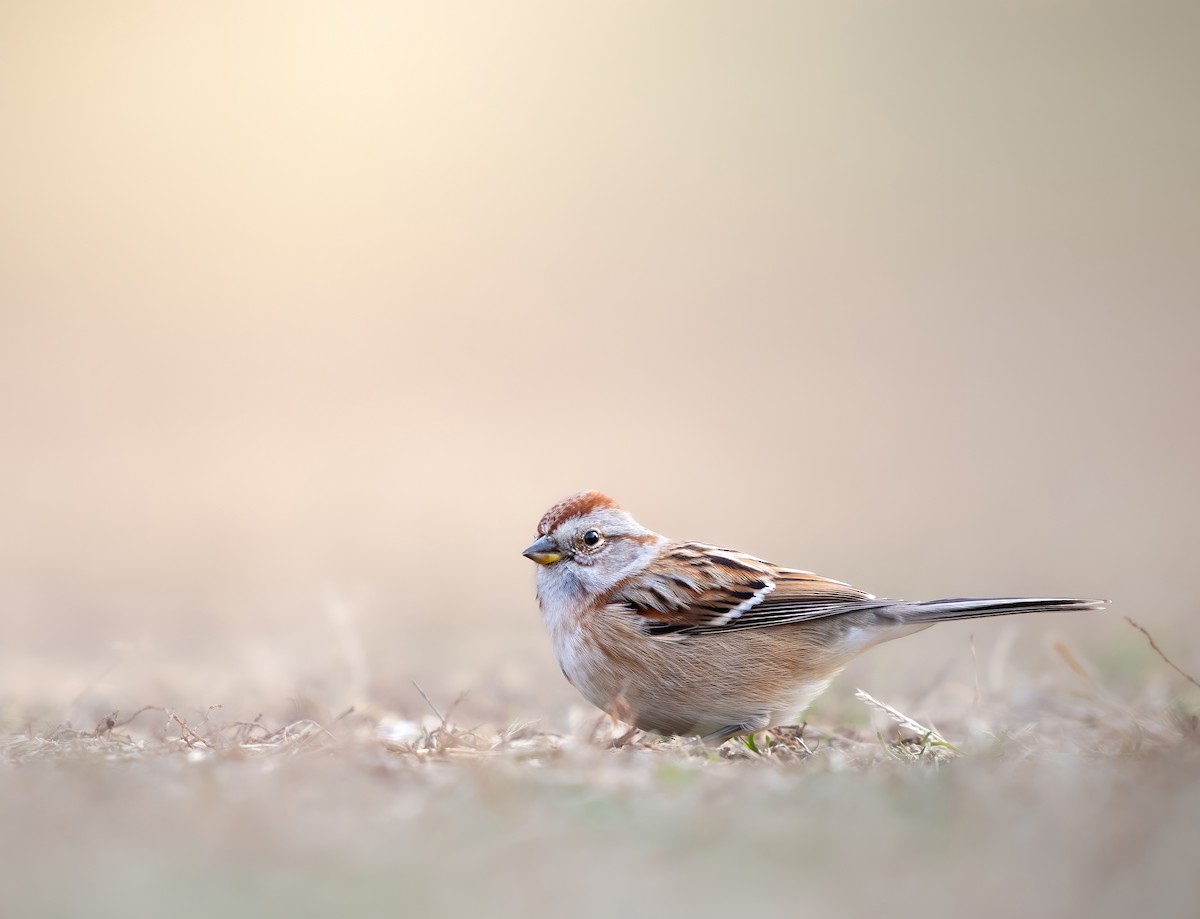 American Tree Sparrow - ML647294684