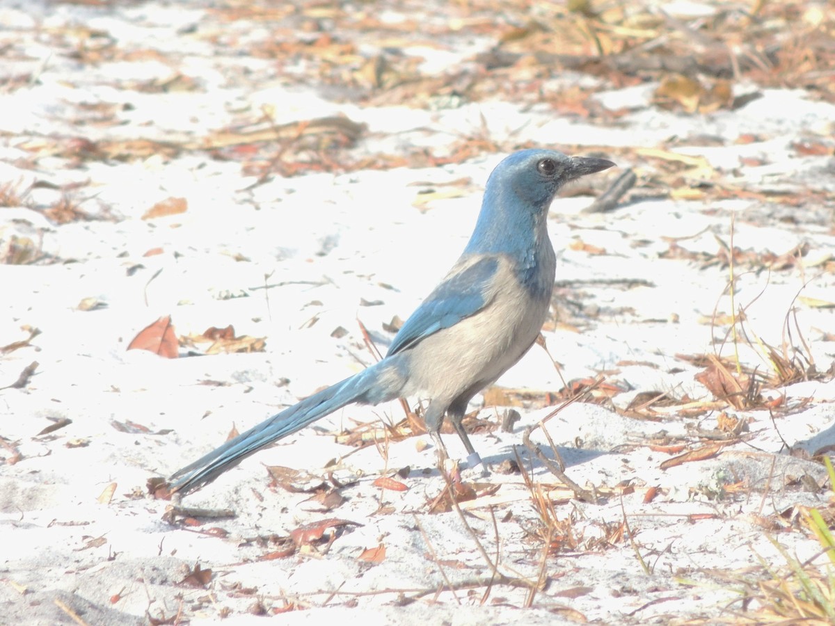 Florida Scrub-Jay - ML647294691