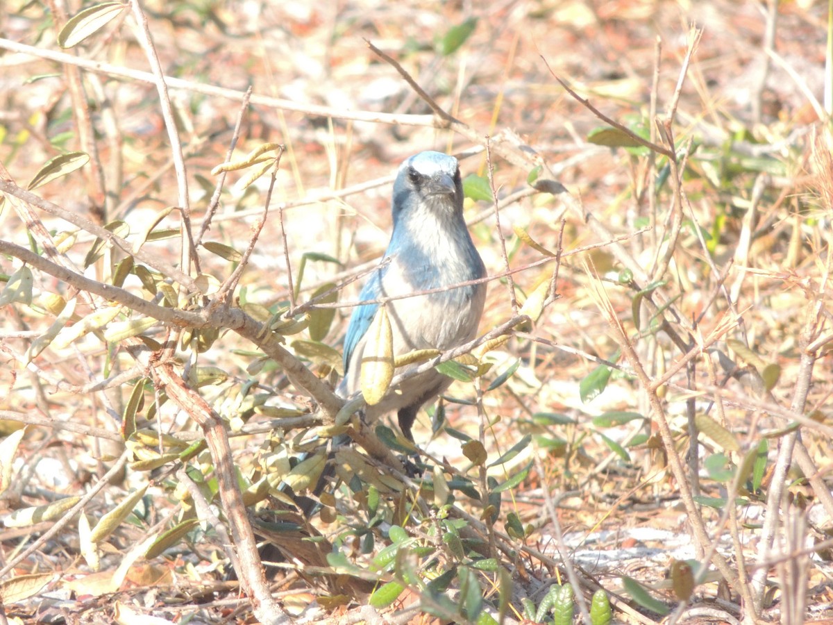 Florida Scrub-Jay - ML647294693