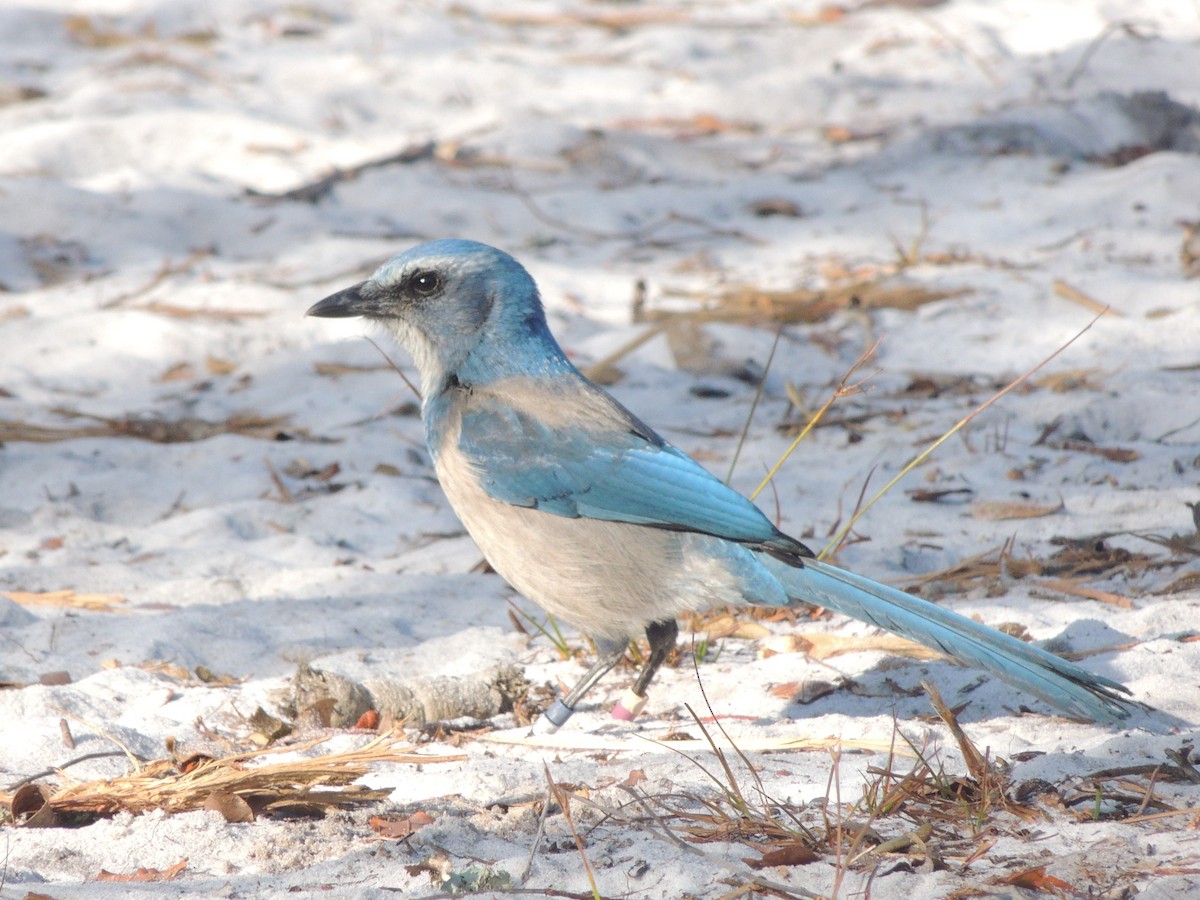 Florida Scrub-Jay - ML647294694