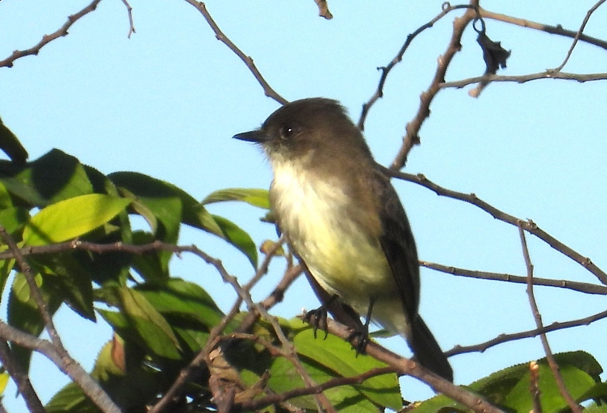 Eastern Phoebe - ML647294711