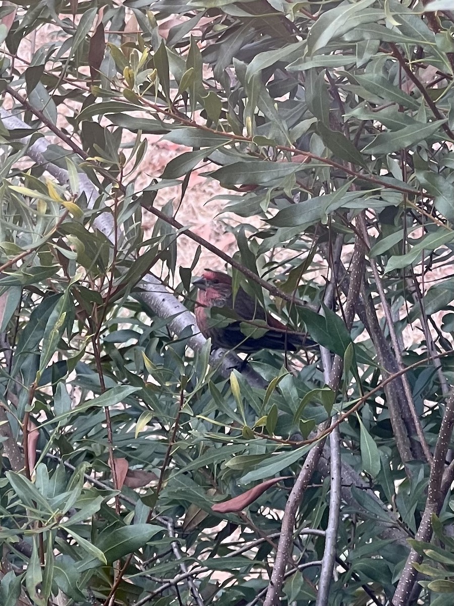 House Finch - ML647294729