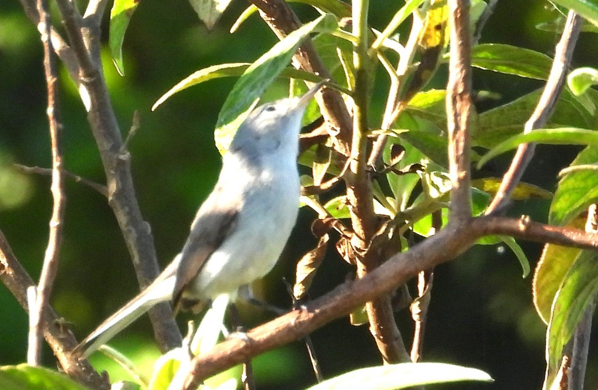 Голубая комароловка (caerulea) - ML647294739