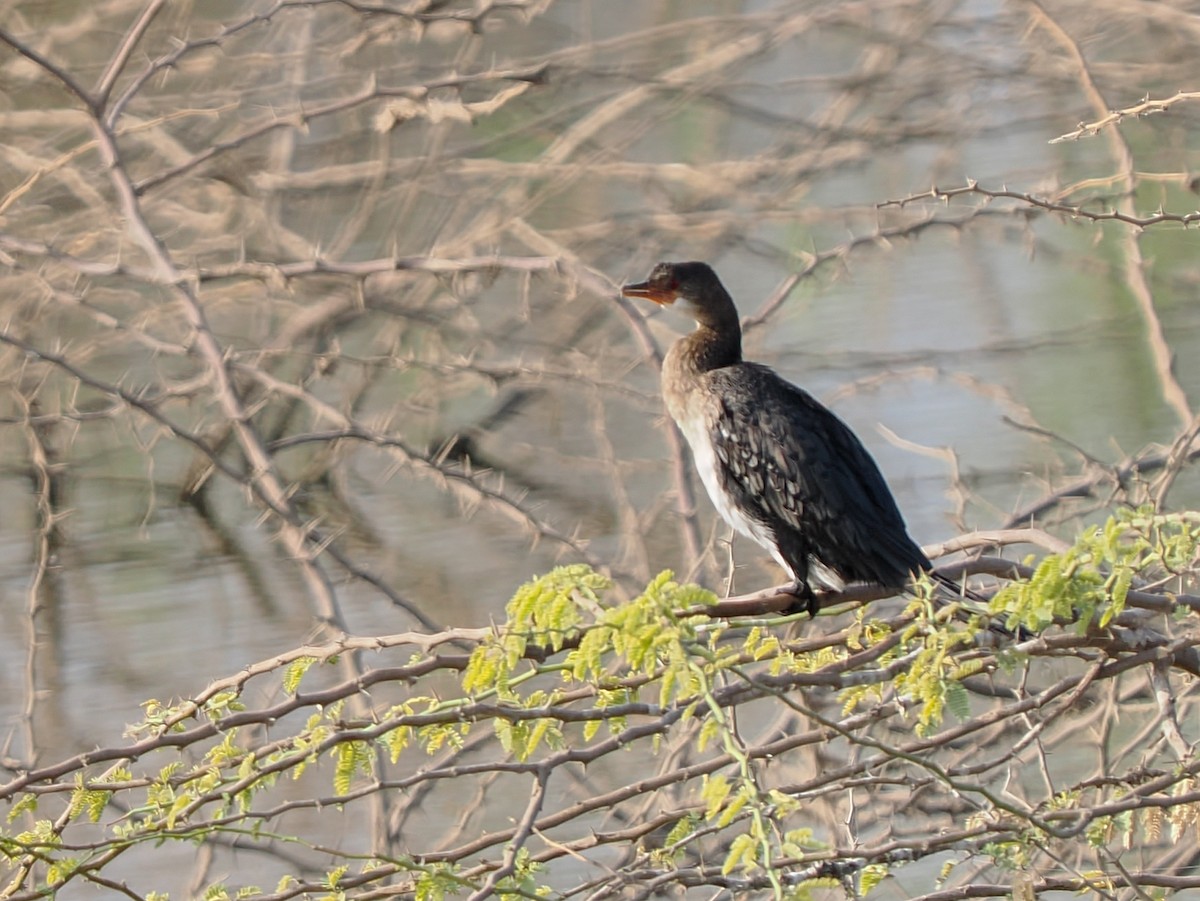 アフリカコビトウ - ML647294741