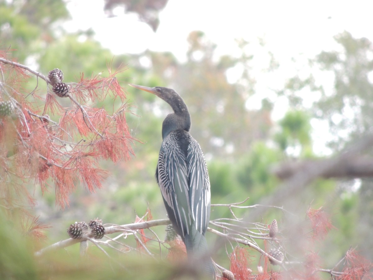 Anhinga - ML647294743