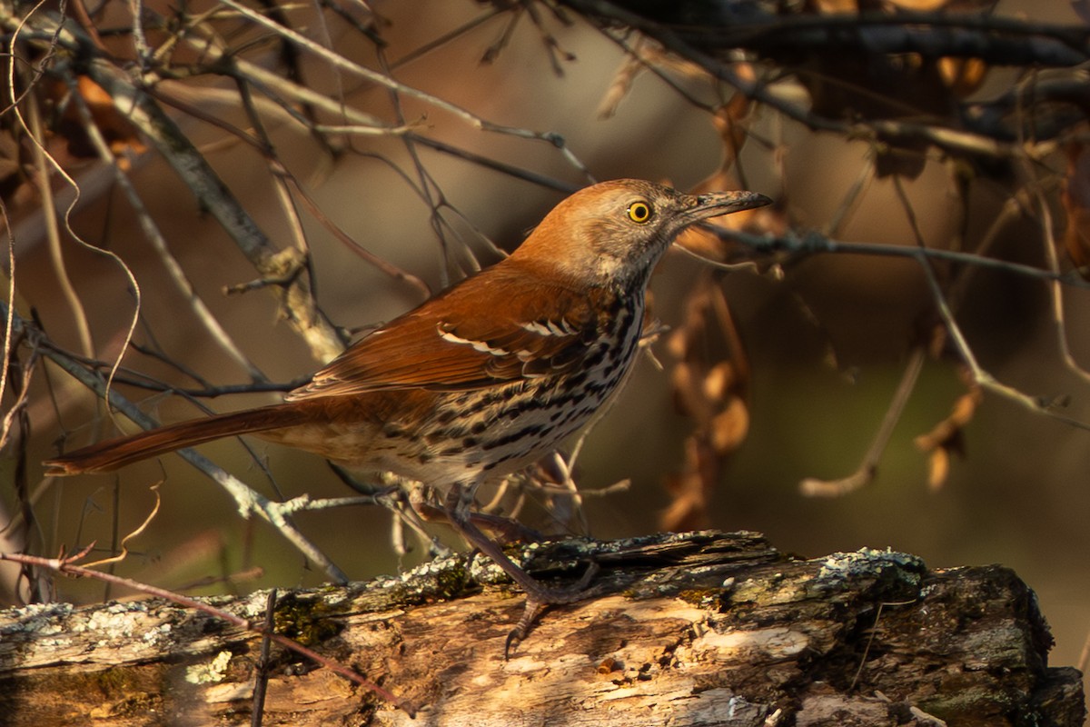 Brown Thrasher - ML647294745