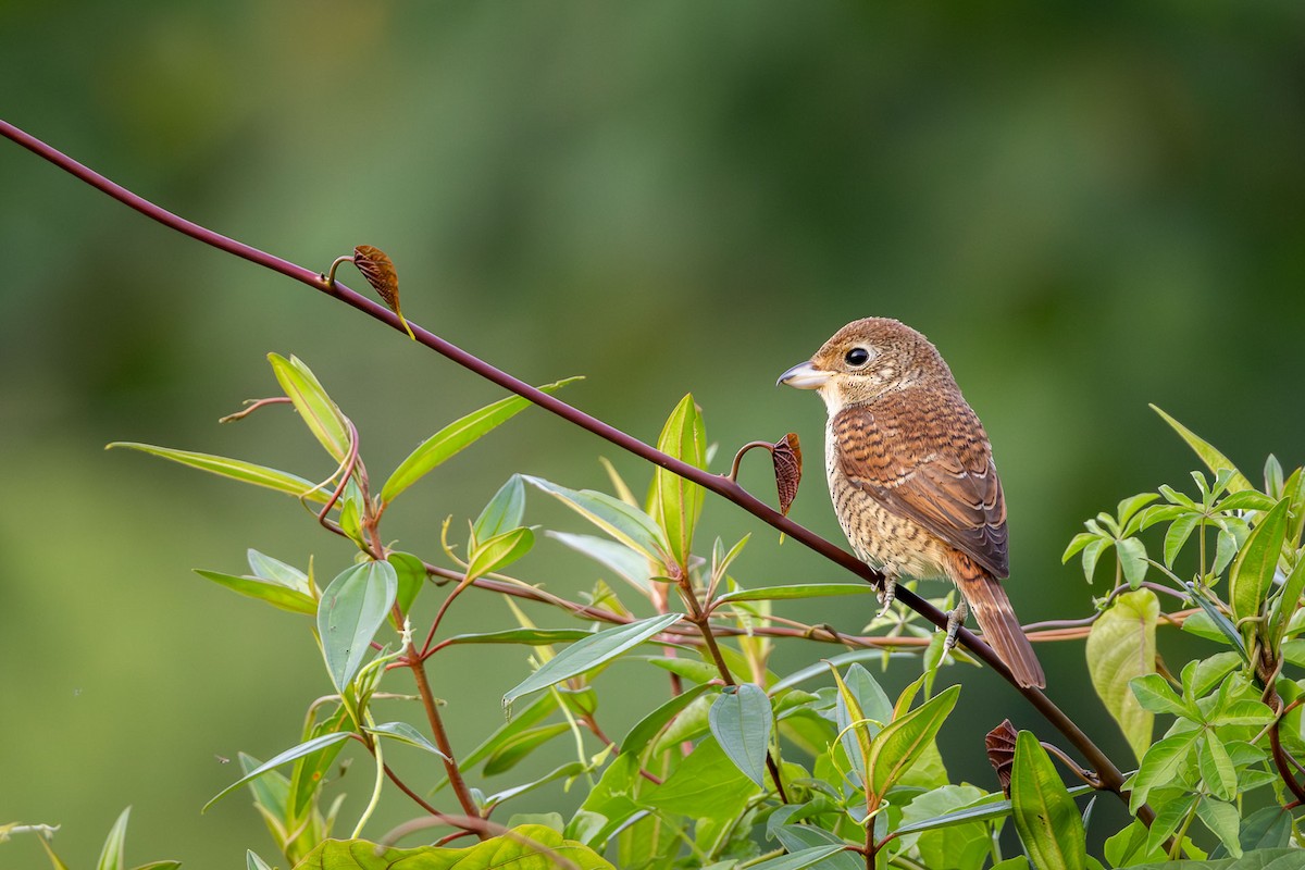 tigervarsler - ML647294746