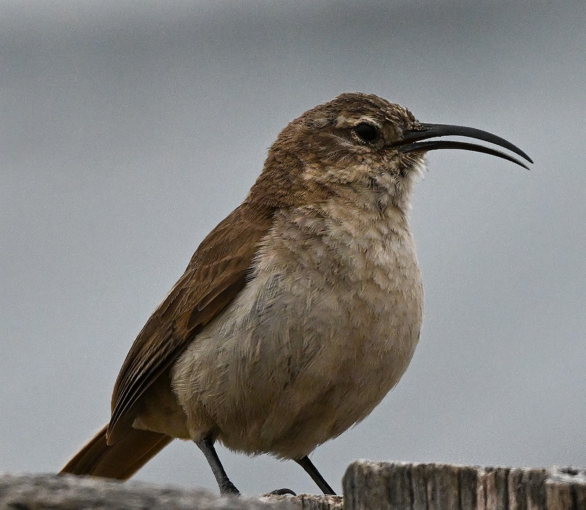 Langschnabel-Erdhacker - ML647294752