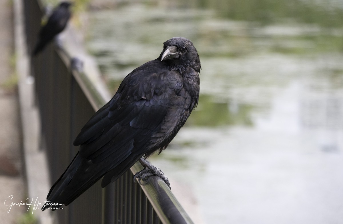 Ворона чорна - ML647294758