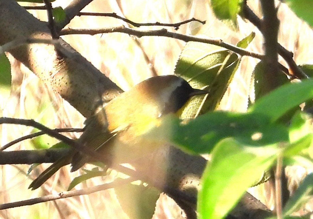 Common Yellowthroat - ML647294765
