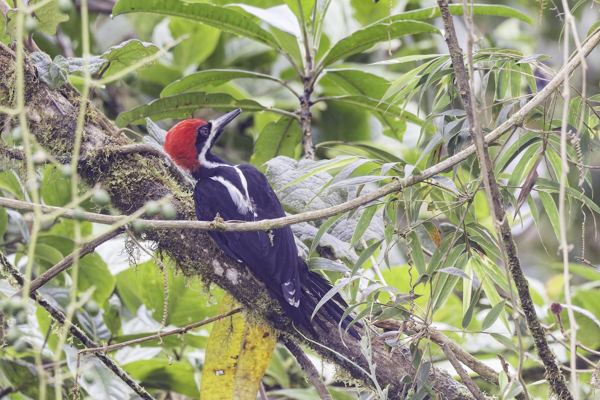 Рыжеполосый дятел - ML647294766