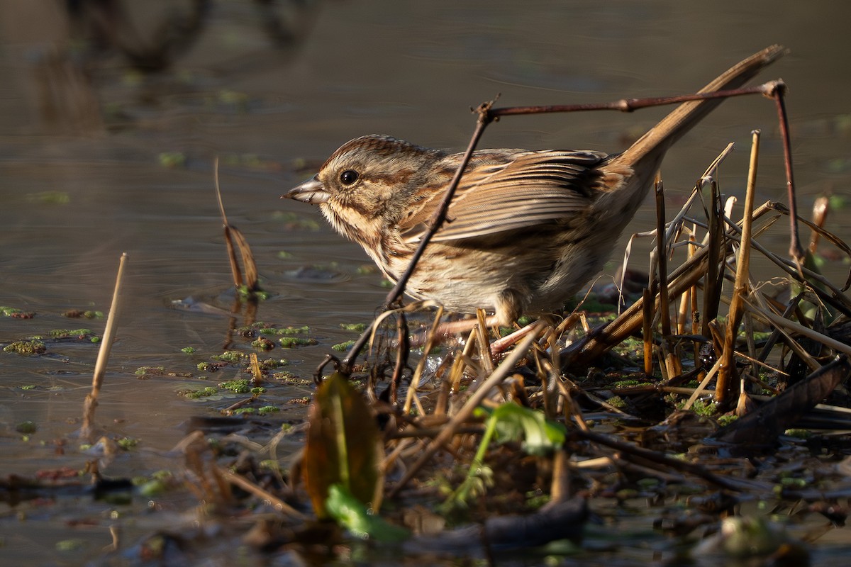 Swamp Sparrow - ML647294769